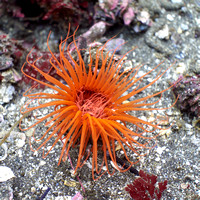 2024_05_17_Anacapa island