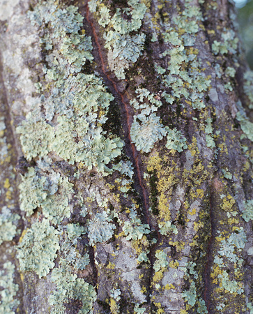 Moss on tree, West Camino Cielo