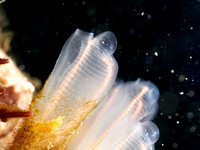 Tunicate