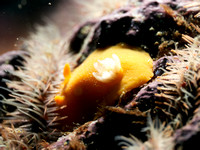2025_04_25_SantaCruzIsland